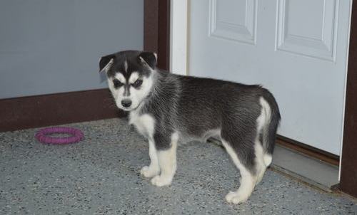 dondldl Alaskan Malamute puppies Image eClassifieds4u