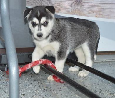 dondldl Alaskan Malamute puppies Image eClassifieds4u