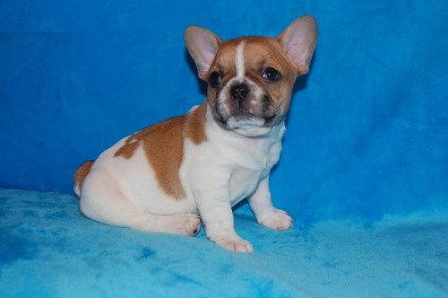 ijososs French bulldogs puppies Available! Image eClassifieds4u