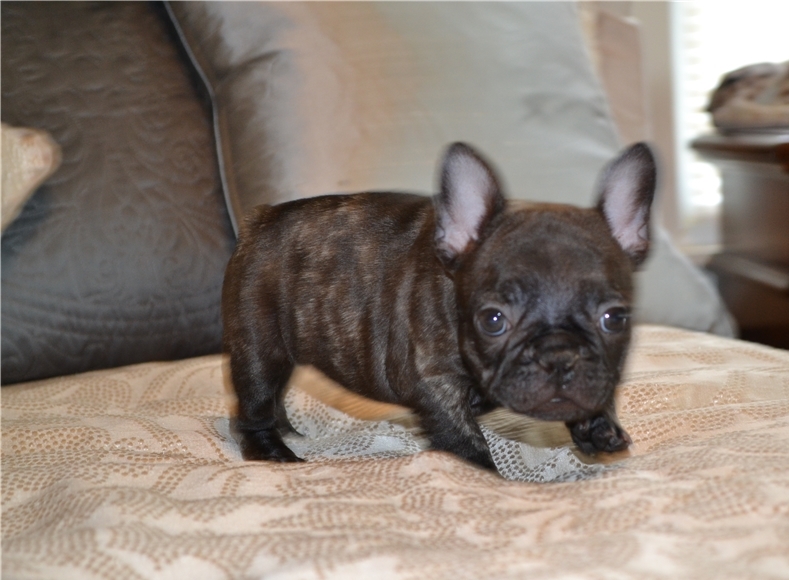 ijososs French bulldogs puppies Available! Image eClassifieds4u