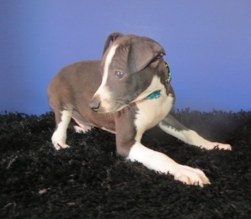 ikjsns Italian greyhound puppies Image eClassifieds4u