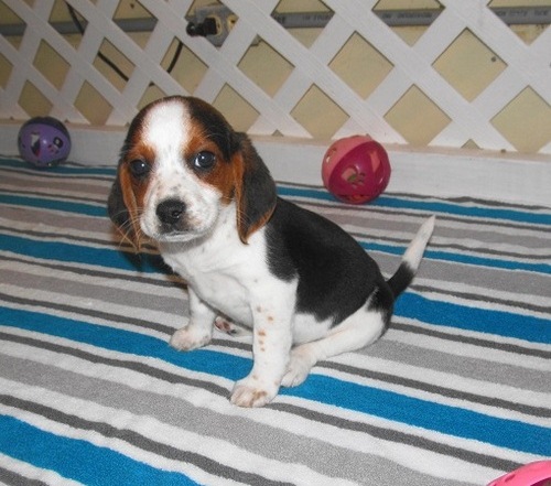 kdnind Two gorgeous Beagle puppies Image eClassifieds4u