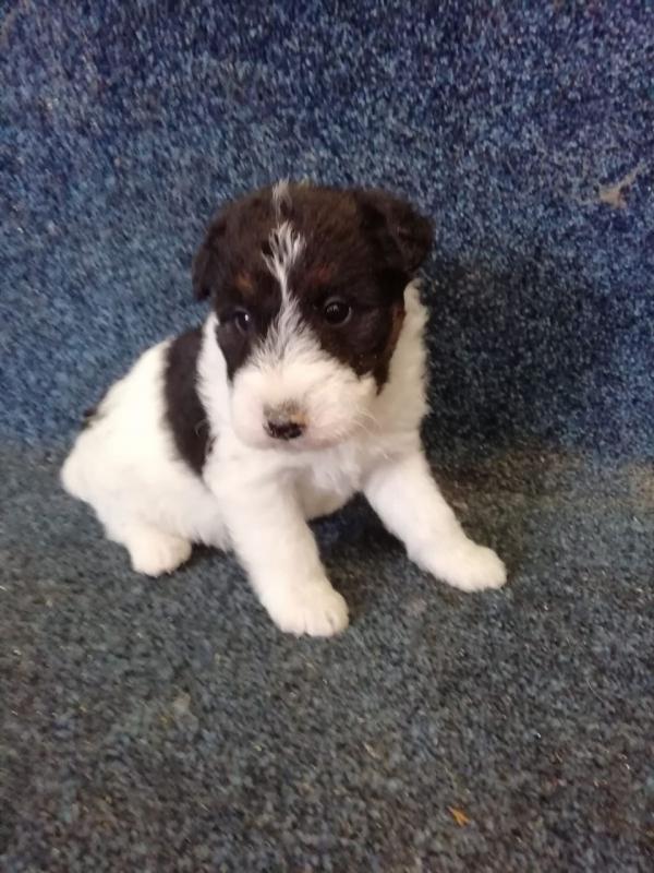 kkdolmd Fox terrier puppies for sale Image eClassifieds4u