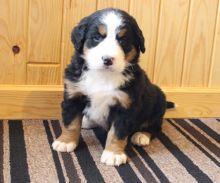 gnhfh Bernese mountain puppies for rehoming Image eClassifieds4u 1