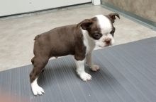 bfvdfd Male and female Boston terrier puppies Image eClassifieds4u 2