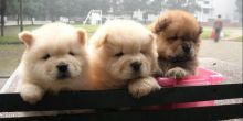 Cute Chow Chow Puppies Available, Image eClassifieds4u 2