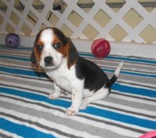 kdnind Two gorgeous Beagle puppies Image eClassifieds4u 2
