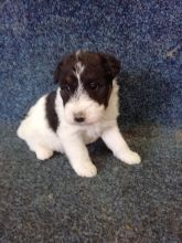 kkdolmd Fox terrier puppies for sale Image eClassifieds4U