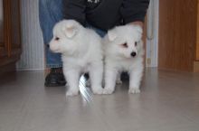 Samoyed Puppies - Updated On All Shots Available For Rehoming Image eClassifieds4U