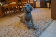Weimaraner Puppies - Updated On All Shots Available For Rehoming Image eClassifieds4U
