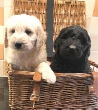 xdfvgdd Adorable Golden retriever puppies Image eClassifieds4U