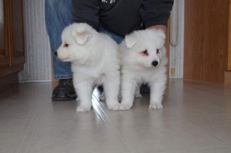 Samoyed Puppies - Updated On All Shots Available For Rehoming Image eClassifieds4u