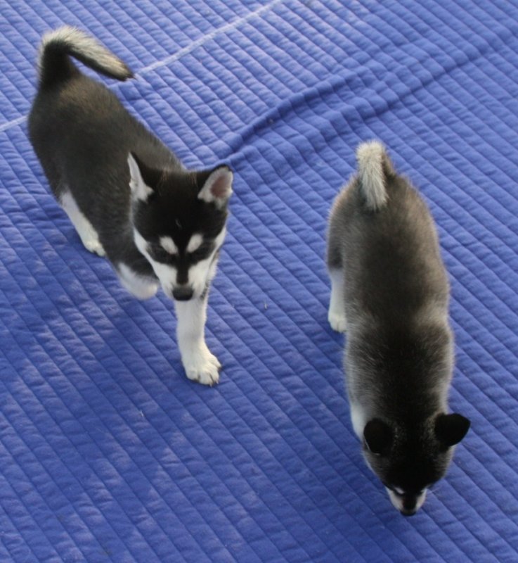 sdgeryu Gorgeous Siberian Husky Puppies To A Caring Family Image eClassifieds4u