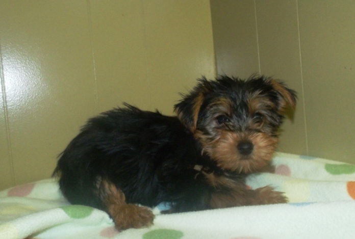 sfdgnh Teacup Yorkie for adoption Image eClassifieds4u