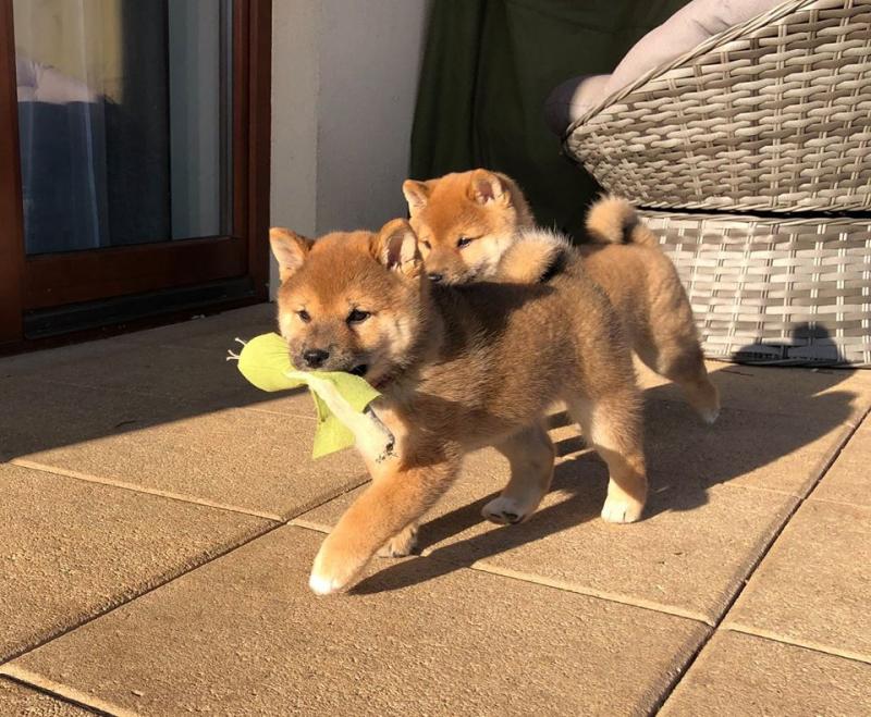 Shiba Inu Puppies - Updated On All Shots Available For Rehoming Image eClassifieds4u