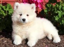 Super adorable Samoyed puppies