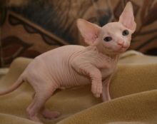 Lovely hairless Sphynx Kittens available for adoption