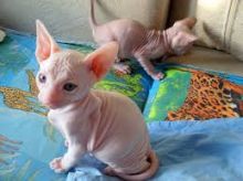 OUTSTANDING HAIRLESS SPHYNX KITTENS NOW READY FOR ADOPTION