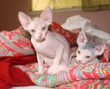 OUTSTANDING HAIRLESS SPHYNX KITTENS NOW READY FOR ADOPTION