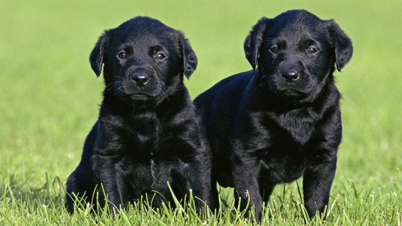 Absolutely beautiful Labrador puppies Image eClassifieds4u