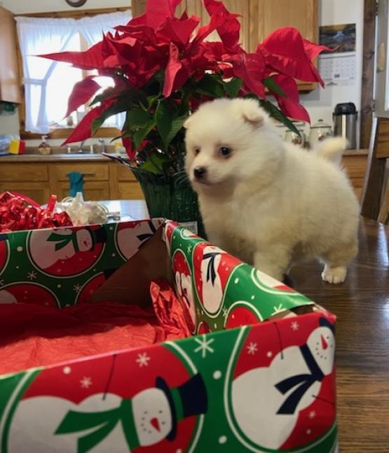 American Eskimo puppies Image eClassifieds4u