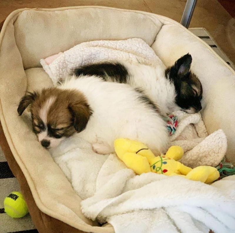HOME TRAINED Papillon ernestpath78@gmail.com Image eClassifieds4u