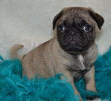 I have 2 Pug puppies. Image eClassifieds4U