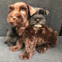 Amazing Schnauzer Puppies ready for their new home Image eClassifieds4U