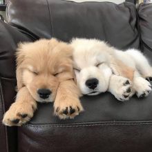 Golden retriever PUPPIES kellabriggs89@gmail.com Image eClassifieds4U