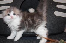 Gorgeous male and female scottish fold kittens, Image eClassifieds4U