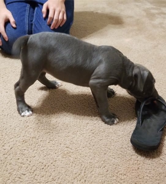 Pitbull for adoption markhenrybo26@gmail.com Image eClassifieds4u