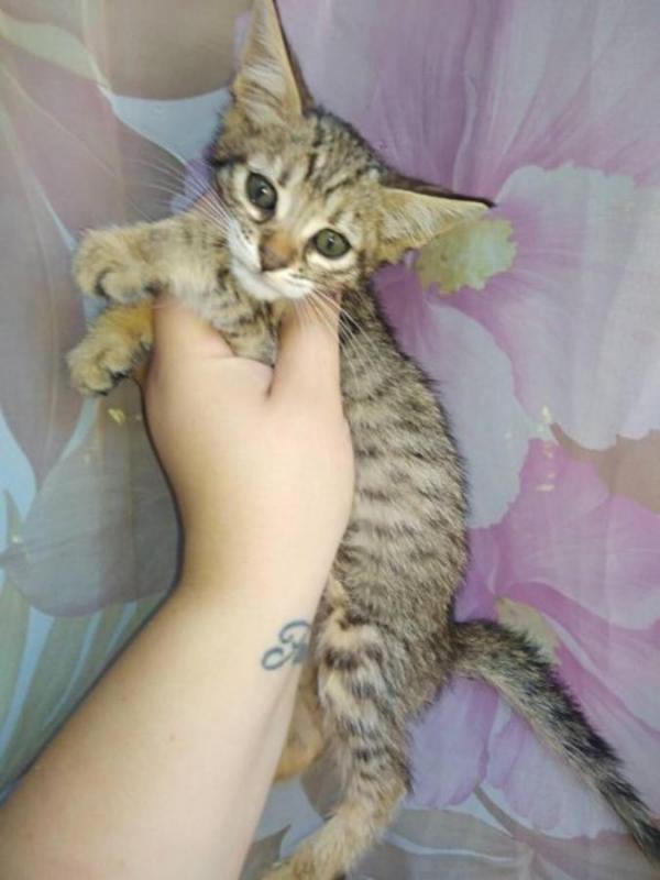 We have available Savannah Kittens Image eClassifieds4u