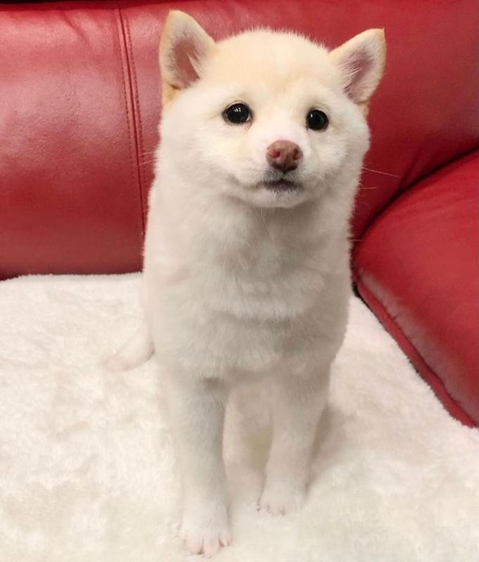 🟥🍁🟥 LOVELY SHIBA INU PUPPIES 🐶🐶 A GOOD HOME🟥🍁🟥 Image eClassifieds4u