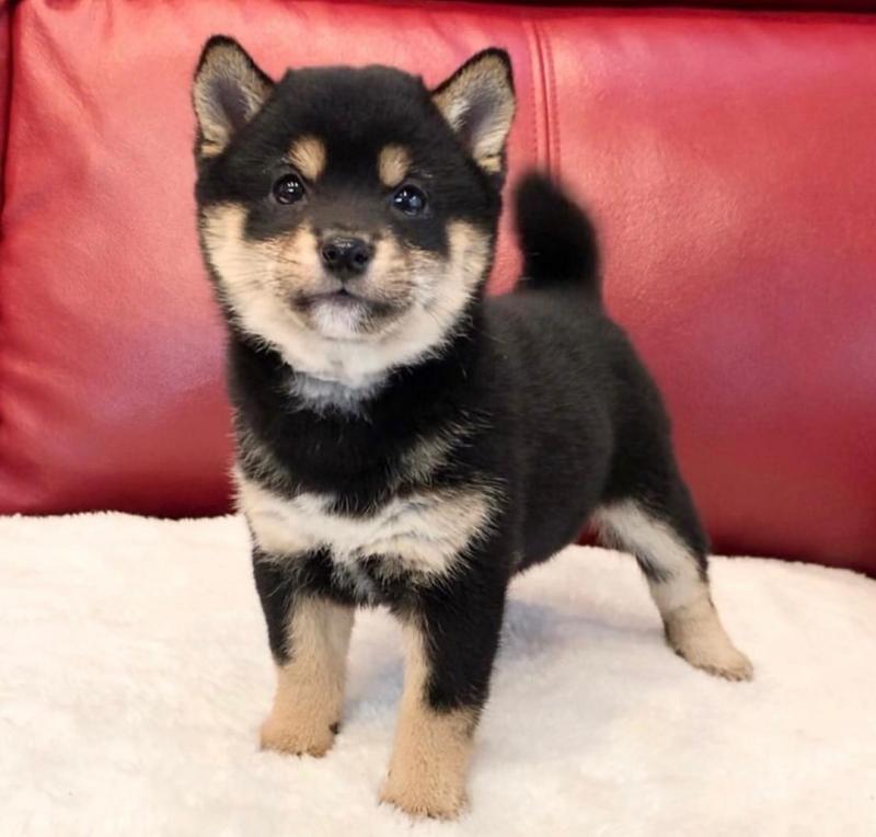 🟥🍁🟥 LOVELY SHIBA INU PUPPIES 🐶🐶 A GOOD HOME🟥🍁🟥 Image eClassifieds4u