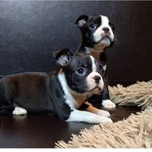 BOSTON PUPPIES FOR SALE