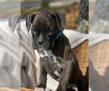 BOXER PUPPIES FOR SALE