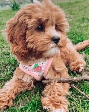 CAVAPOO PUPPIES FOR SALE