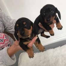 DACHSHUND PUPPIES FOR SALE