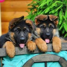 GERMAN PUPPIES FOR SALE