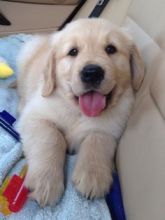 GOLDENS PUPPIES FOR SALE