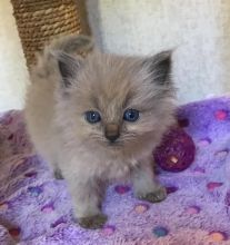 Home Raised Ragdoll Kittens.