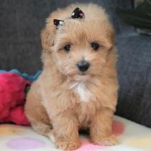 MALTIPOO PUPPIES FOR SALE