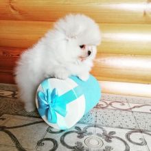 POMERANIAN PUPPIES FOR SALE