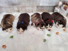 Purebred Siberian husky puppies