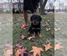 ROTTWEILERS PUPPIES FOR SALE