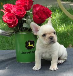 BULLDOG PUPPIES FOR SALE Image eClassifieds4u