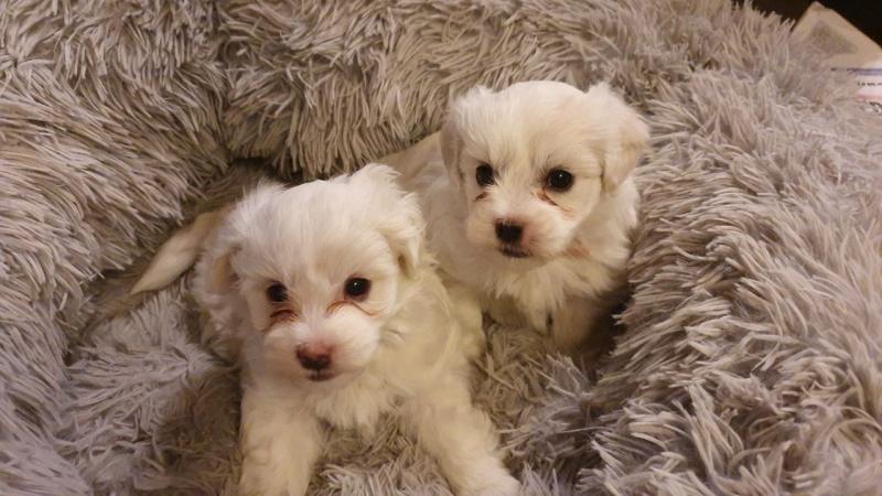 Coton de Tulear Puppies - Updated On All Shots Available For Rehoming Image eClassifieds4u