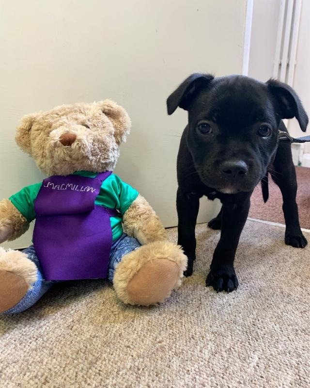 EXCELENT Staffordshire dealsclinton@gmail.com Image eClassifieds4u