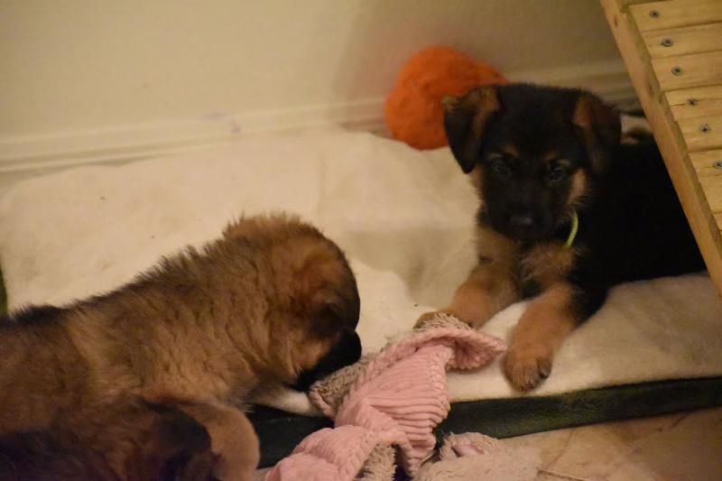 GermanSHEPHERT FOR REHOMING ckingsley486@gmail.com Image eClassifieds4u