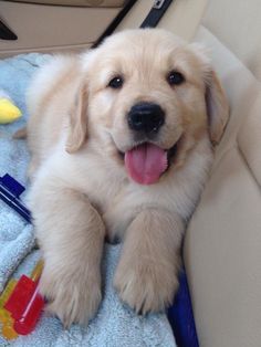 GOLDENS PUPPIES FOR SALE Image eClassifieds4u